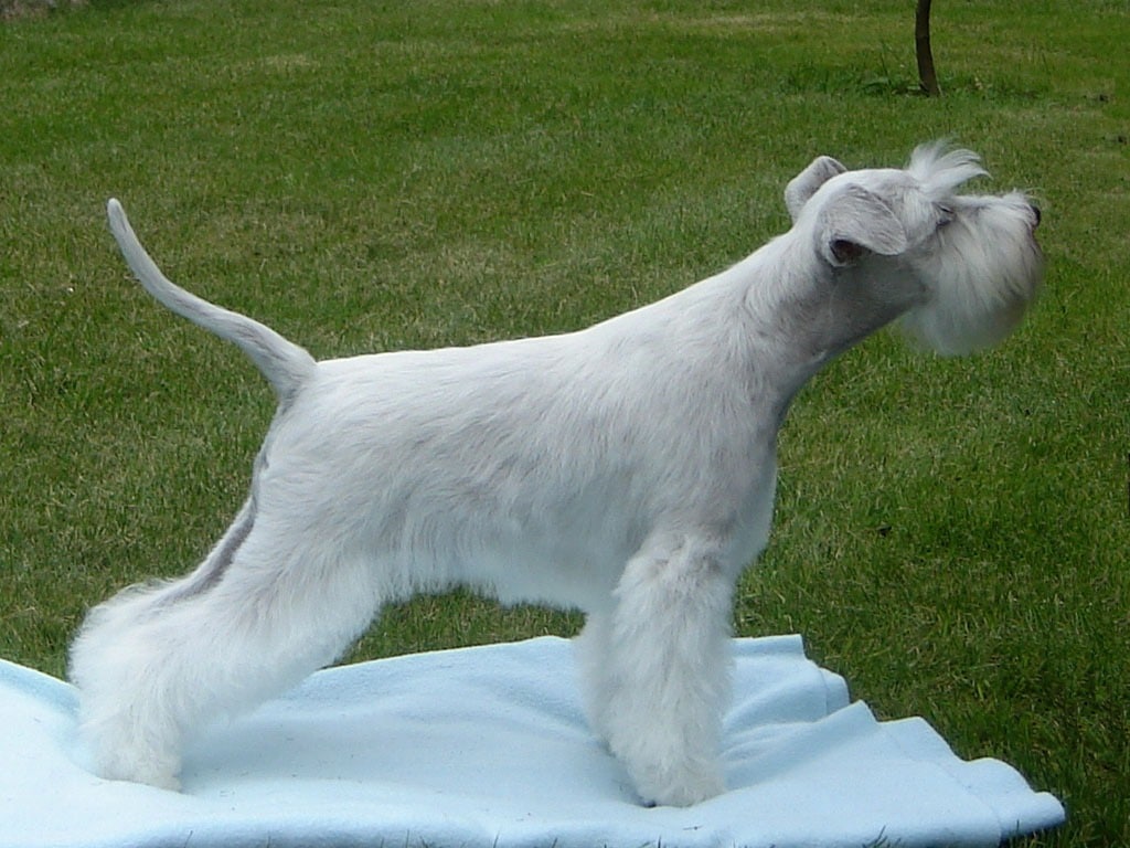 lo Schnauzer