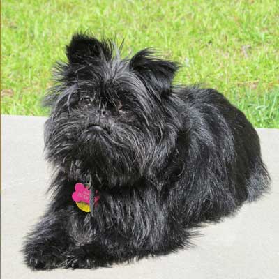 Affenpinscher