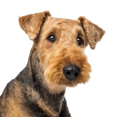 Airedale Terrier