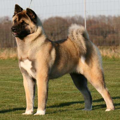 Akita Americano