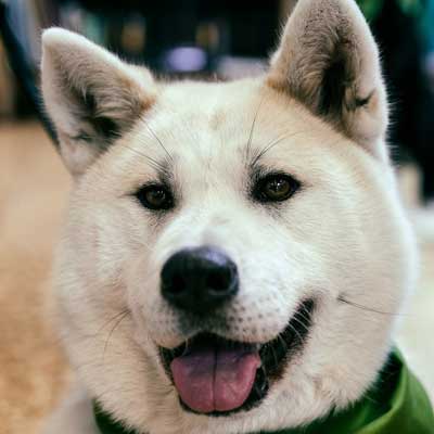 Akita Inu