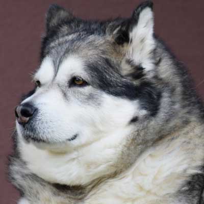 Alaskan Malamute