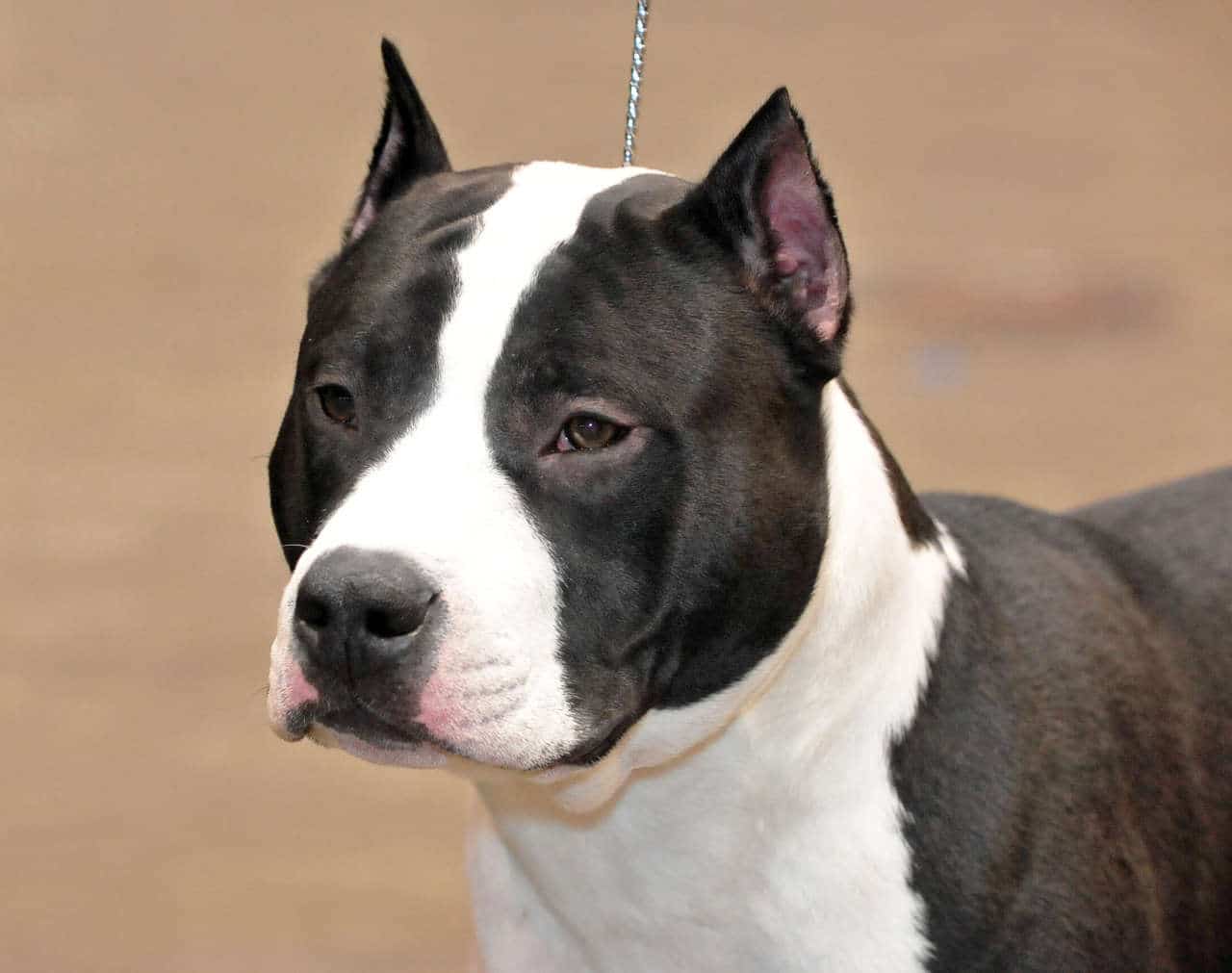 American Staffordshire Terrier