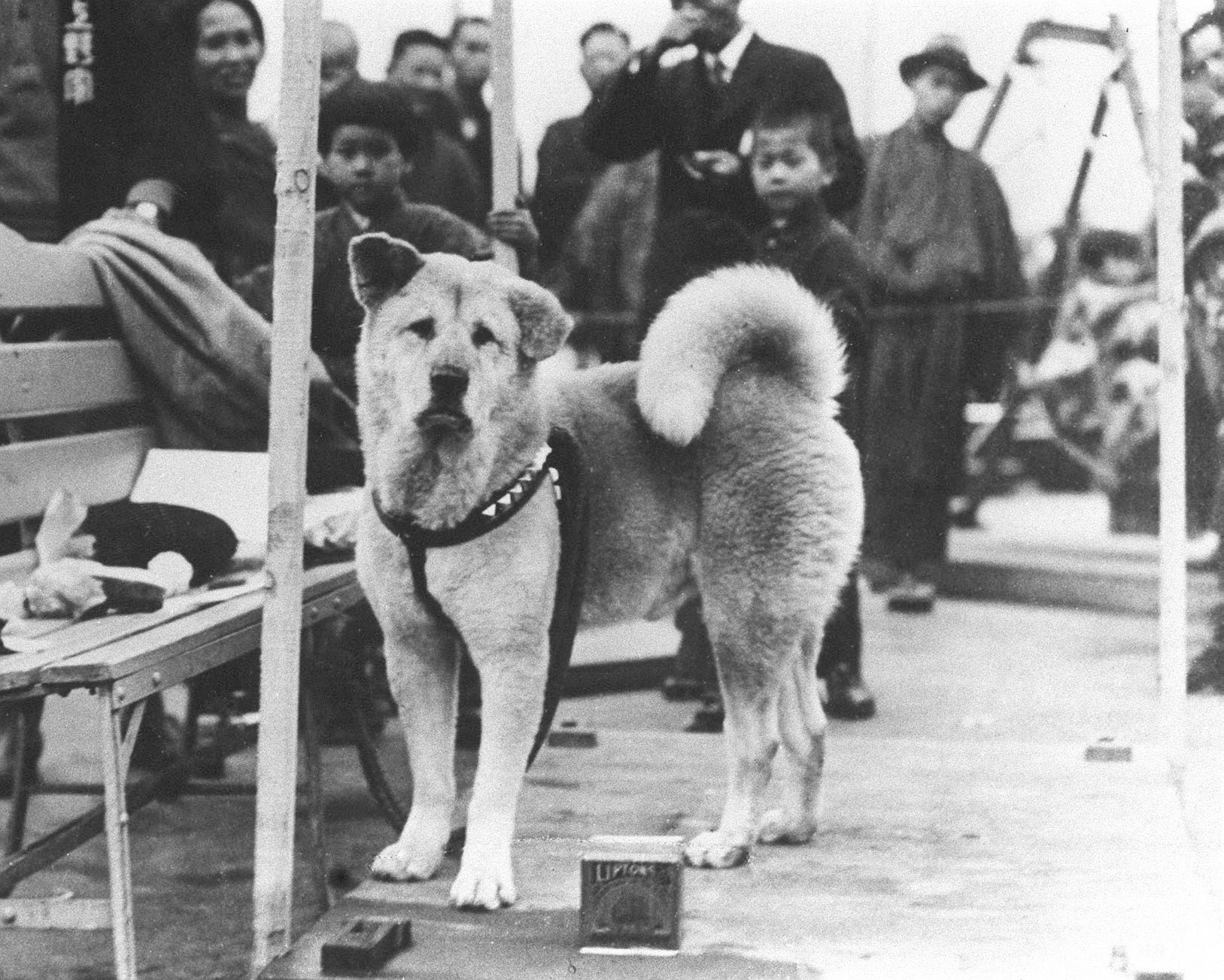 Cani famosi: Hachiko