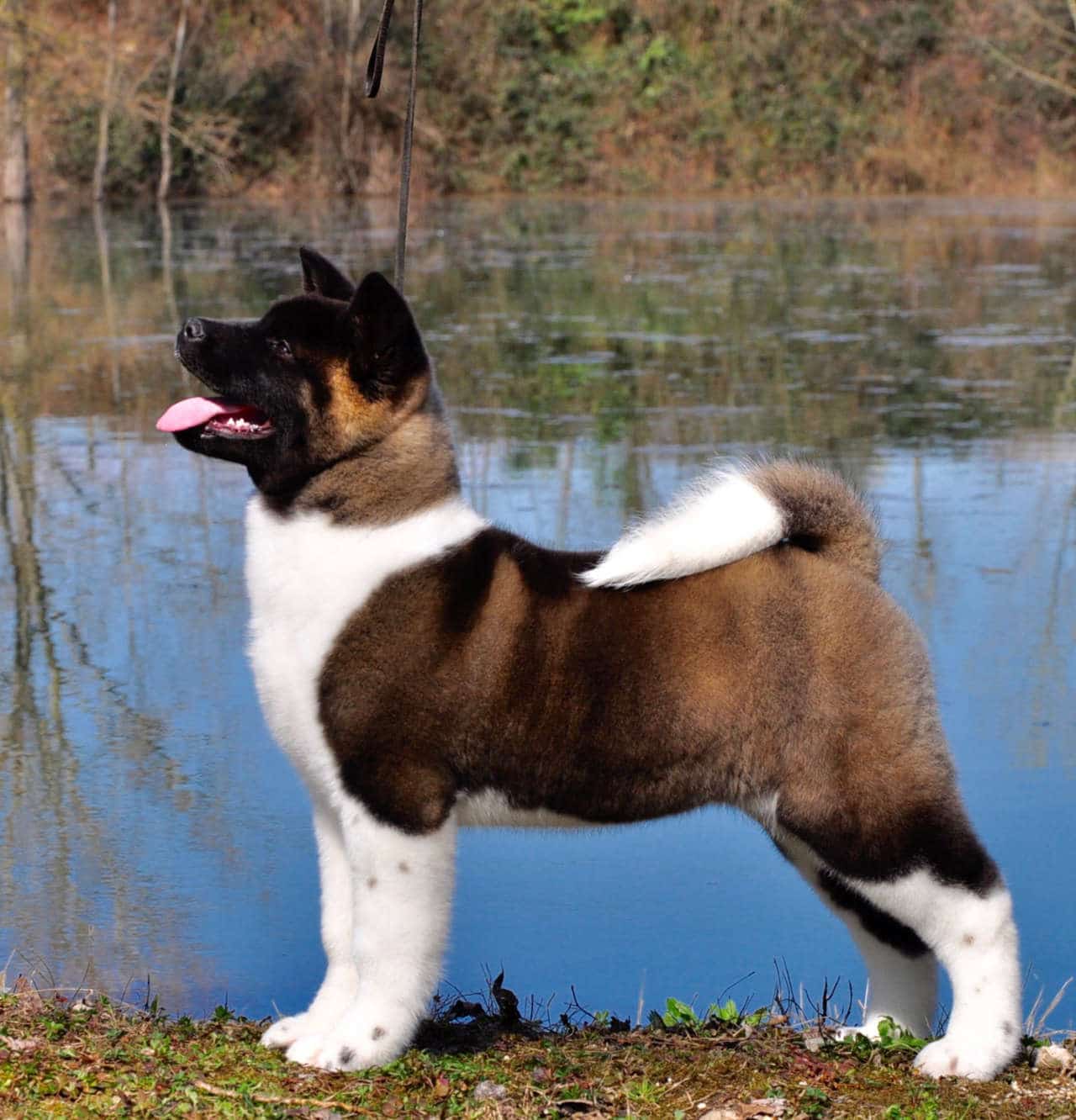 l’Akita americano