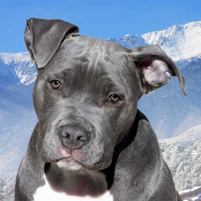 American Staffordshire Terrier