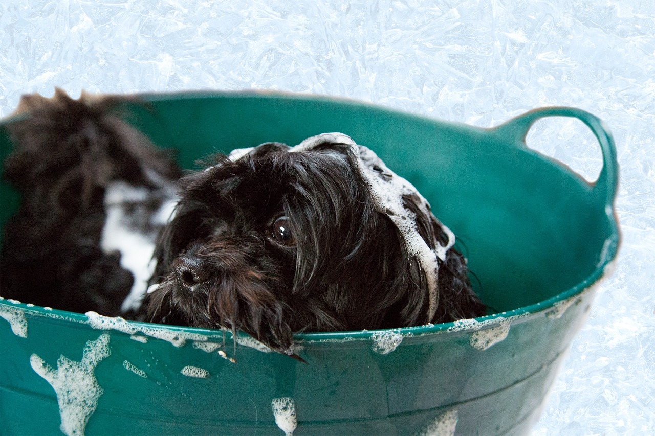 Quante volte si può fare il bagno al cane?