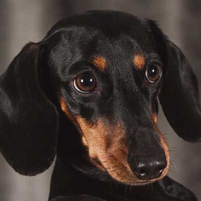 Dachshund