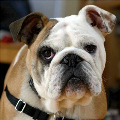 Bulldog