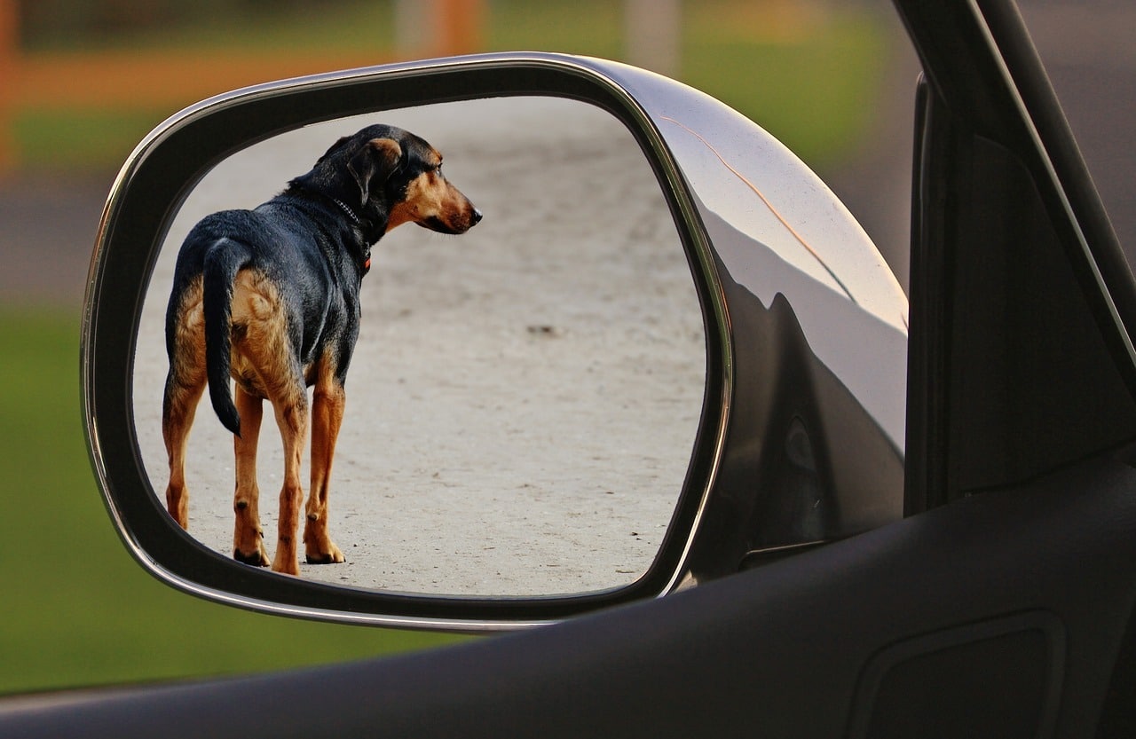 Cosa fare se troviamo un cane abbandonato?