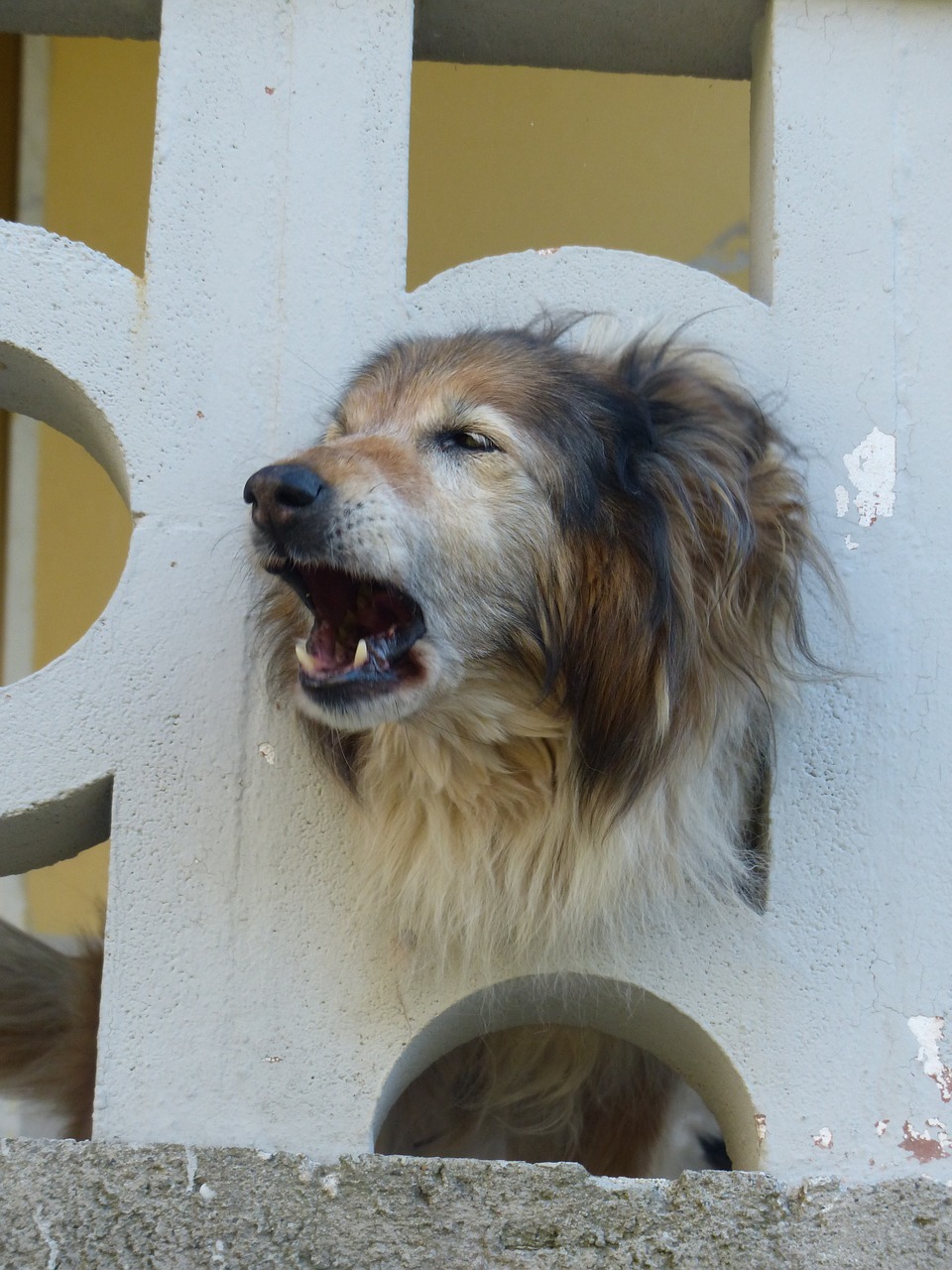 Il cane che disturba il vicinato potrebbe essere allontanato