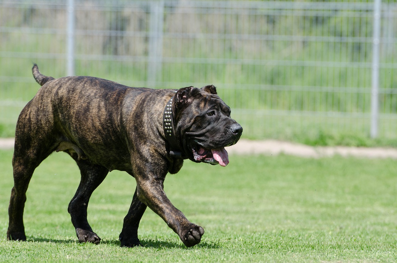 Tutto quel che ti serve sapere per aprire una pensione per cani