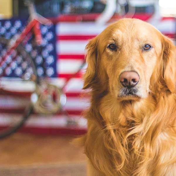 Minnesota: un cane al terzo mandato come sindaco