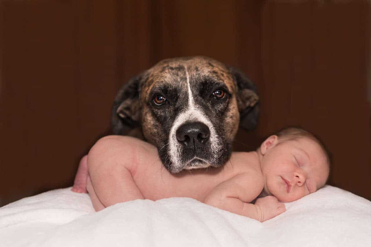 Mia moglie è incinta. Come faccio con il cane?