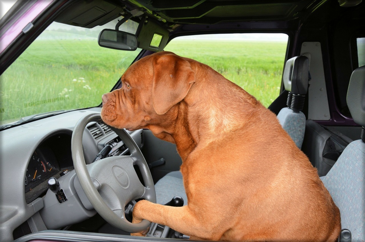 In viaggio con Fido. Cosa mettere in valigia?