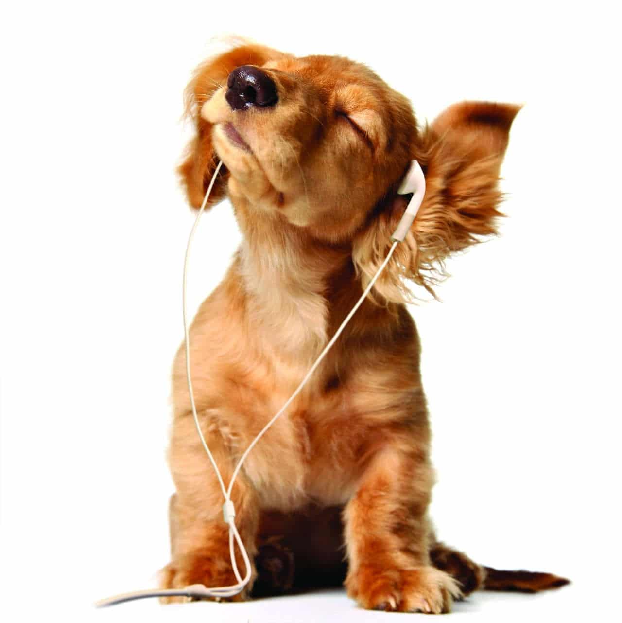 I cani e la musica