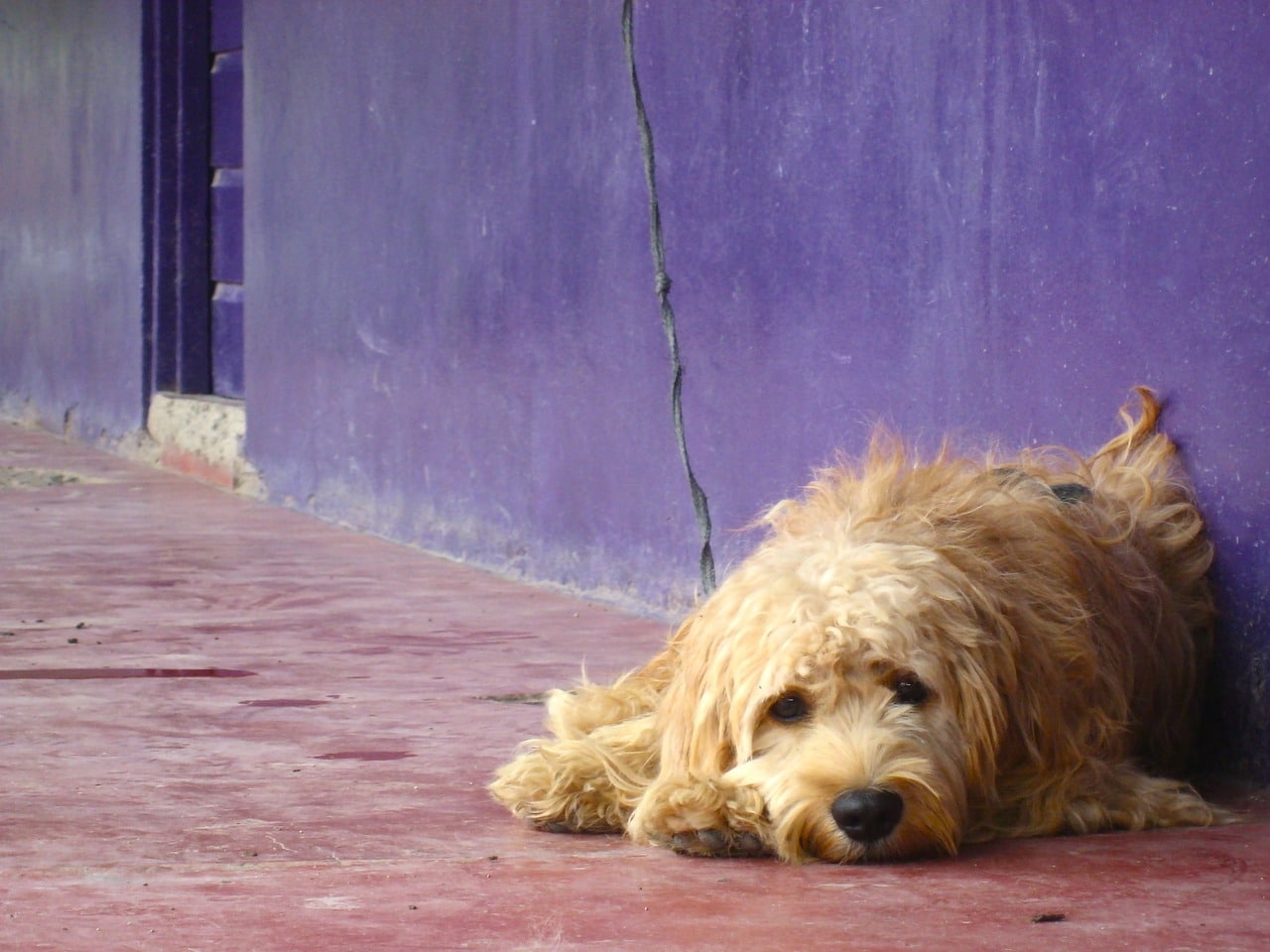 L’uso delle aree condominiali comuni con il cane