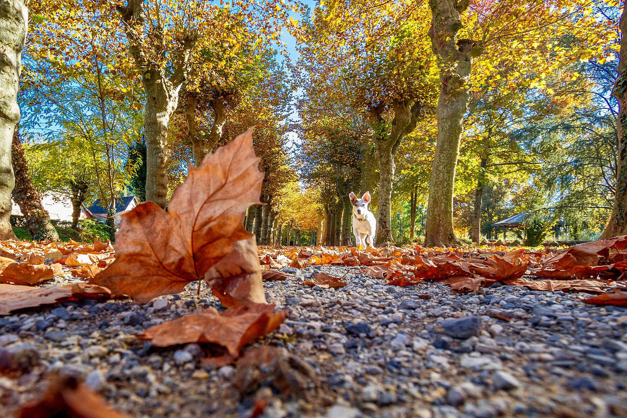 Posso entrare in un parco pubblico con il cane?