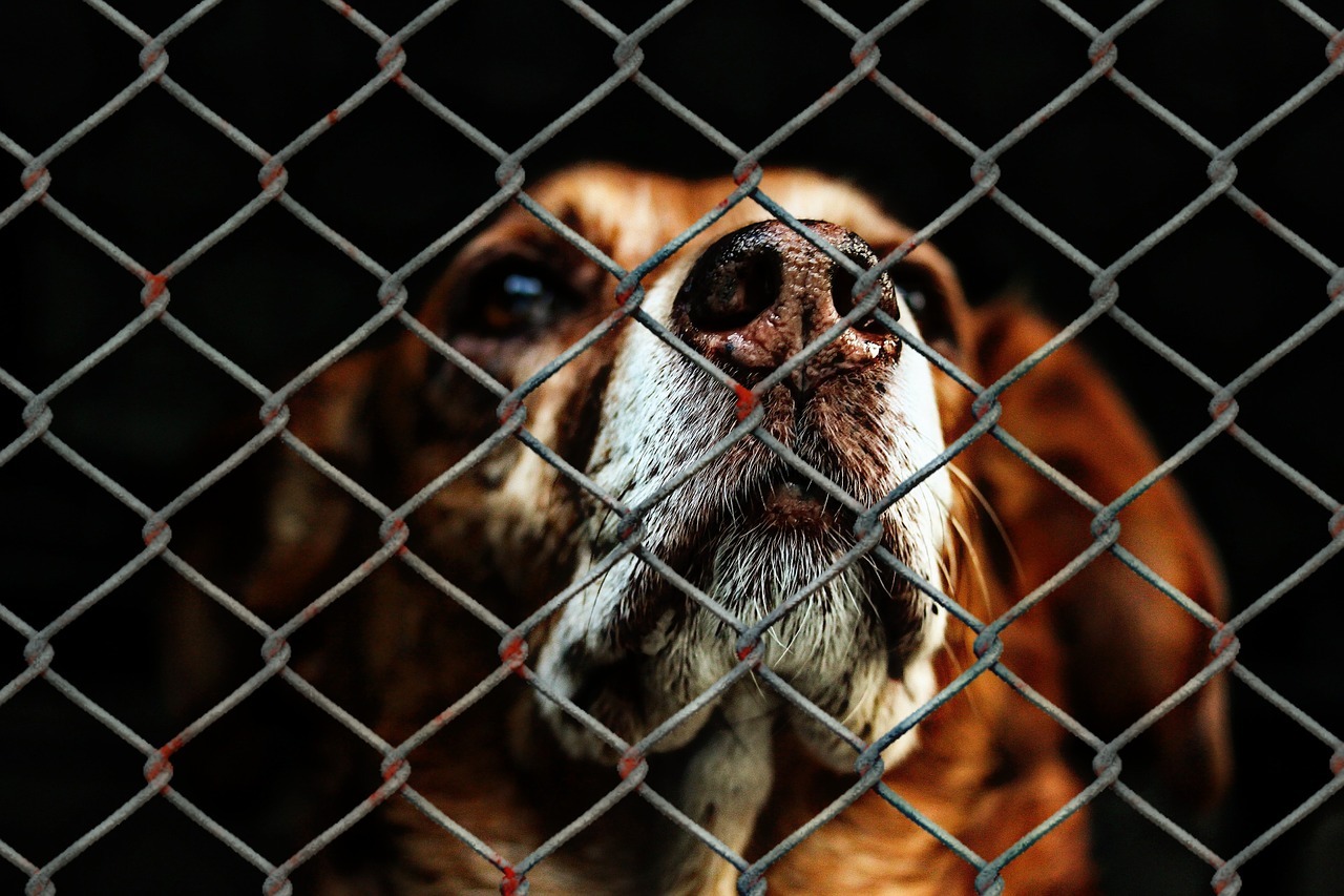 Il mio cane è stato rubato. Cosa devo fare?