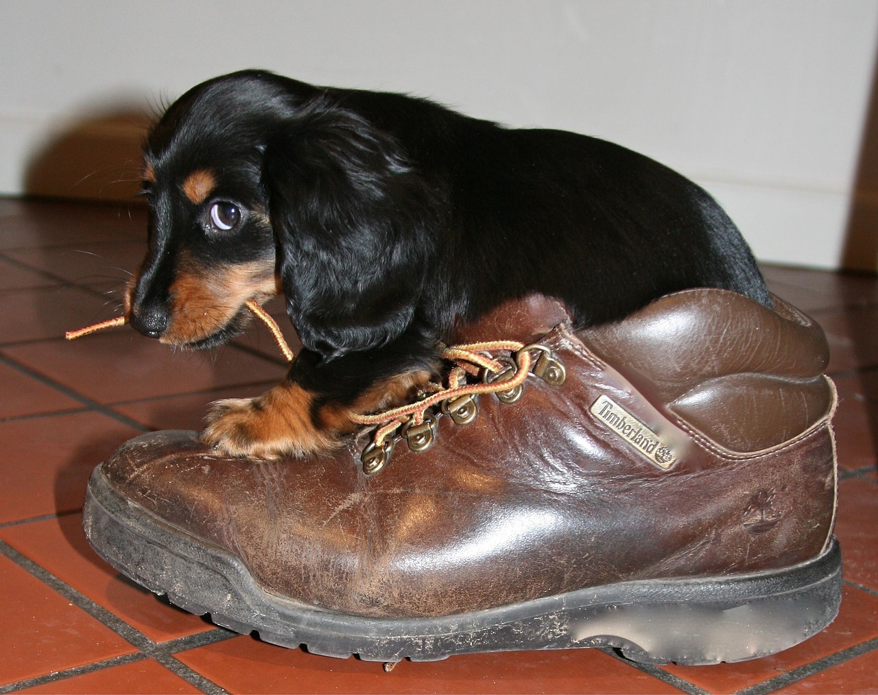 I falsi miti su come educare un cane