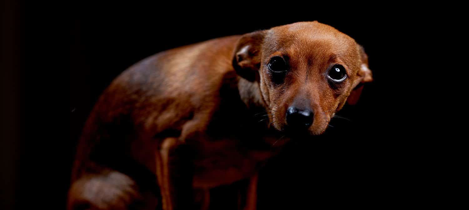 Come faccio a capire se il mio cane ha paura?