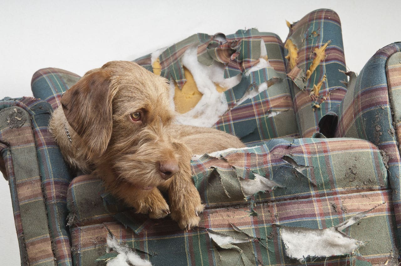 Il cane rosicchia i mobili quando non ci sei. Cosa fare?