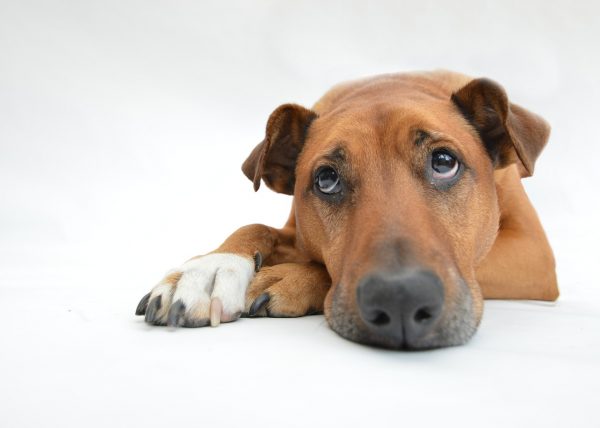 Come capire se il tuo cane è depresso