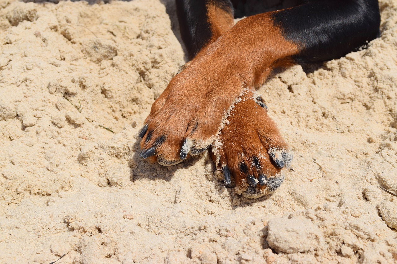 Come tagliare le unghie al cane