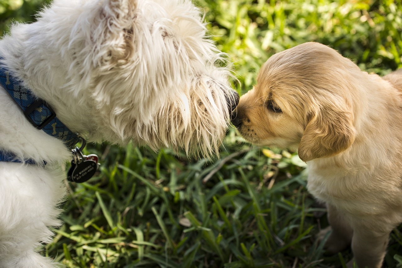 Il modo migliore di far conoscere due cani