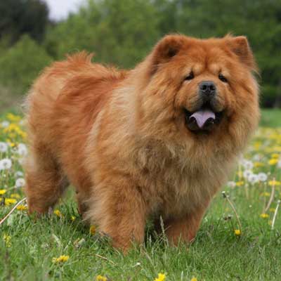 Chow-Chow