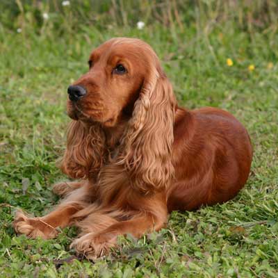 Cocker Spaniel Inglese