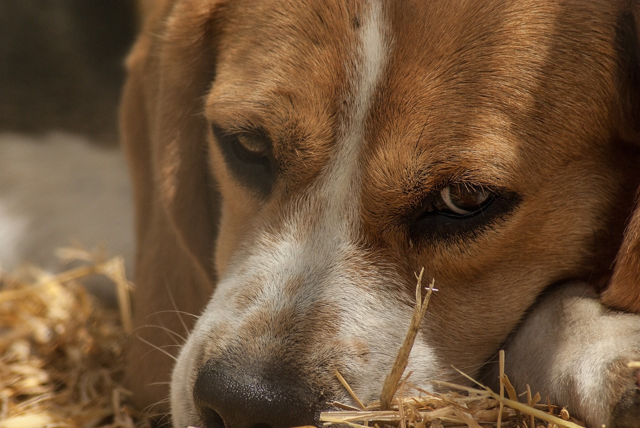 Il mio cane mangia la cacca. Come mai?