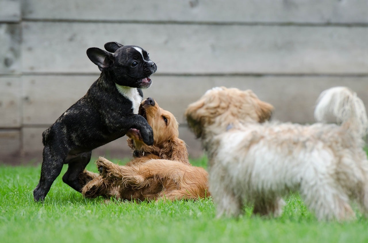 Il primo asilo per cani è a Napoli