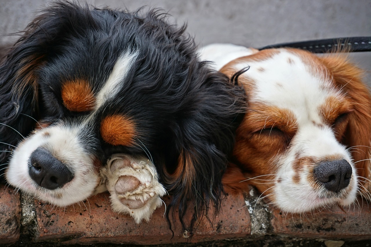 Programma per cercare il cane ideale? no grazie