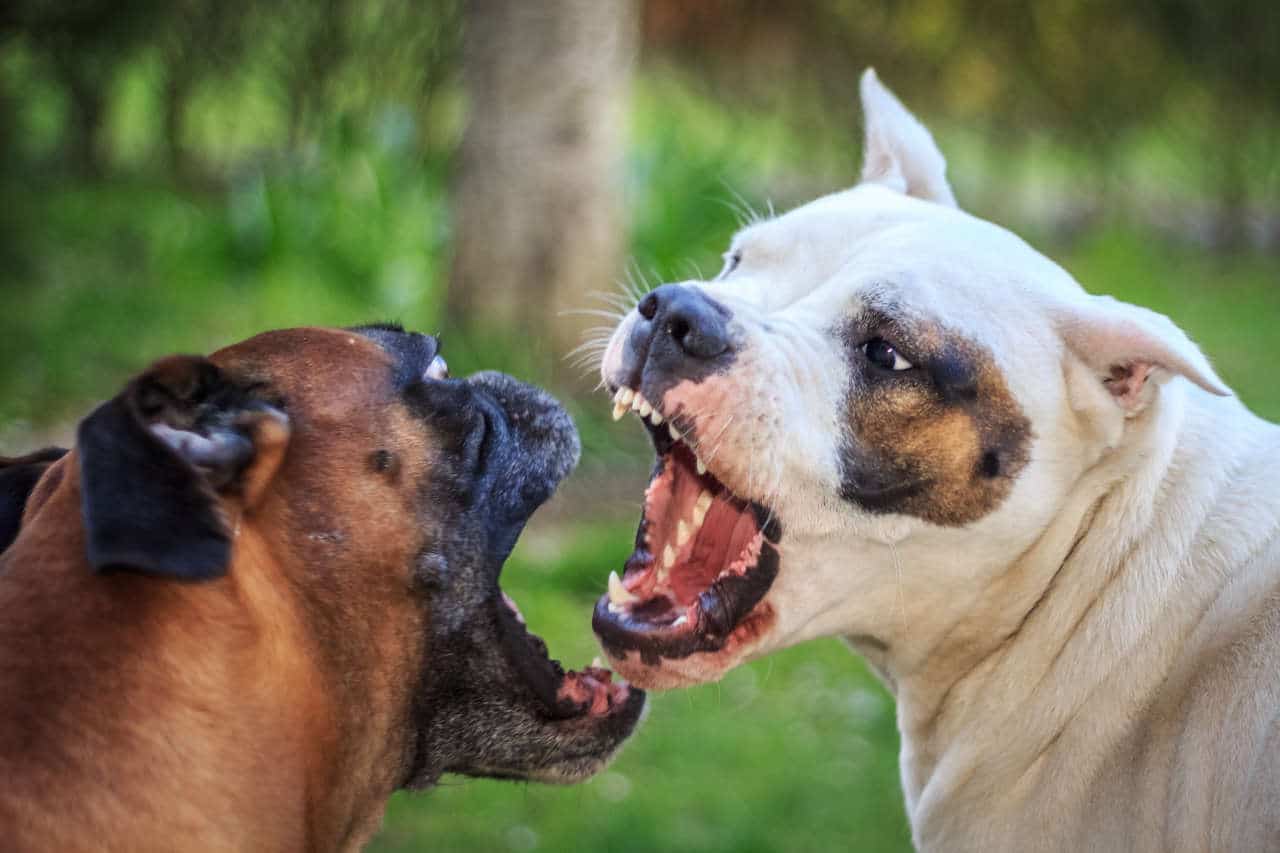 Come intervenire in una rissa tra cani