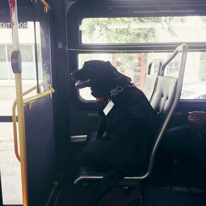 Eclipse: il cane che va al parco in autobus (da sola)