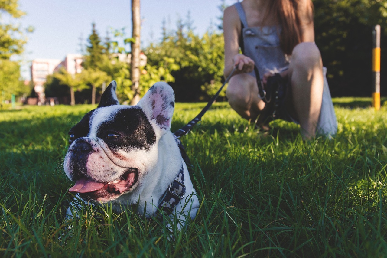 5 trucchi per educare il tuo cane