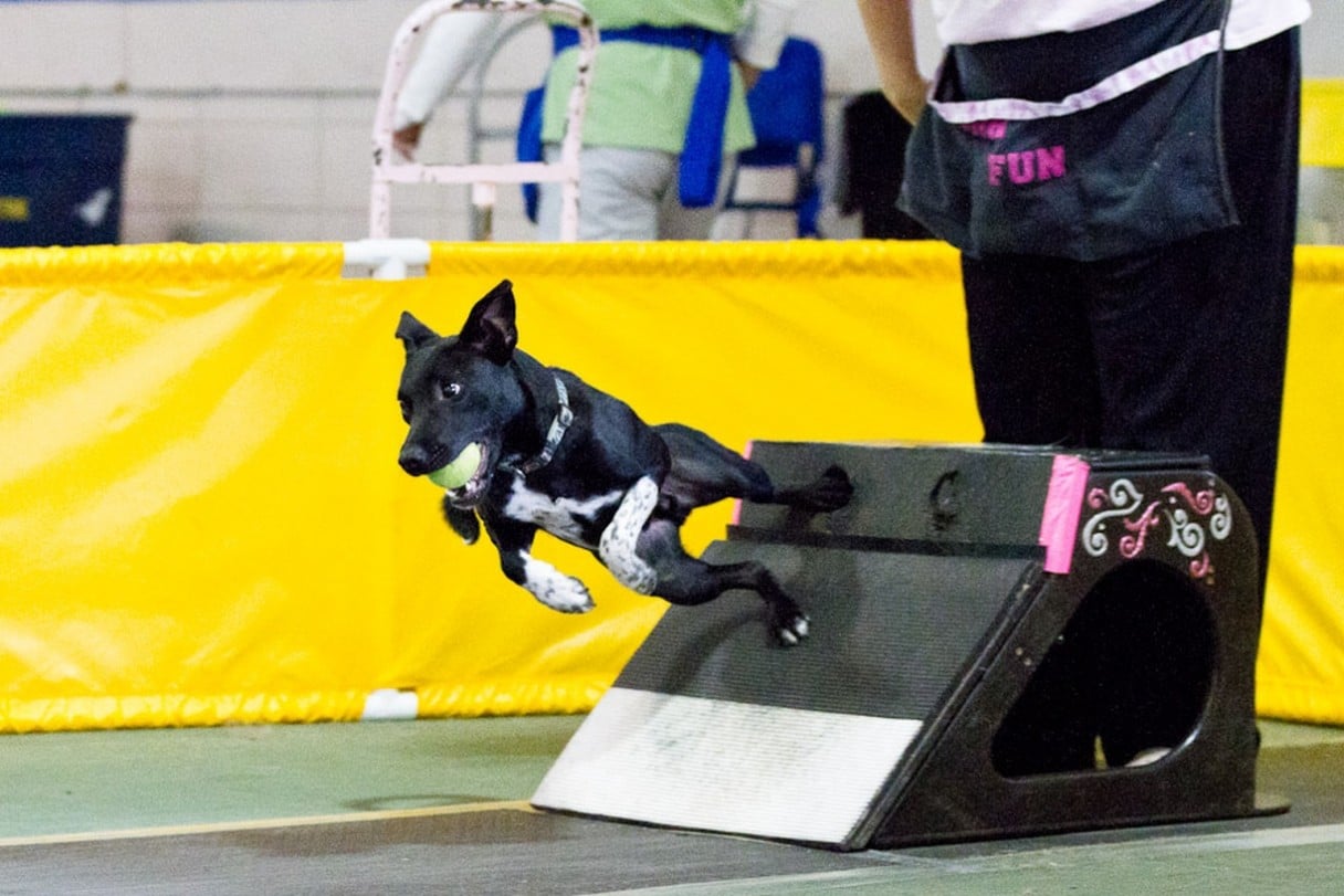 Cosa è il flyball