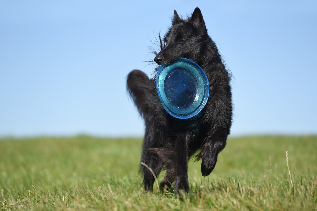 Giocare a frisbee