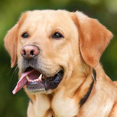 Labrador Retriever