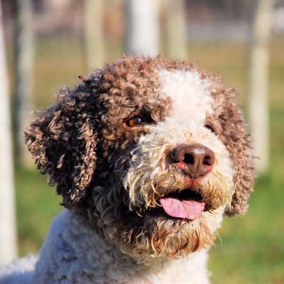 Lagotto romagnolo