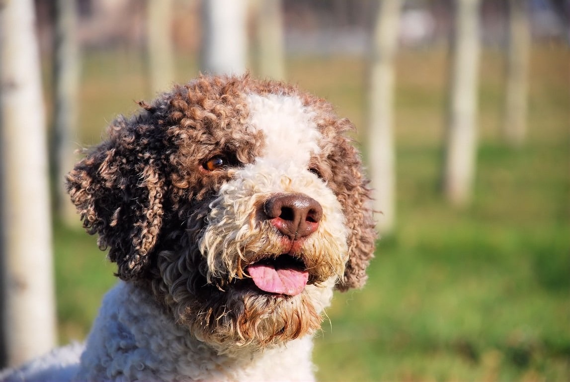 il lagotto romagnolo