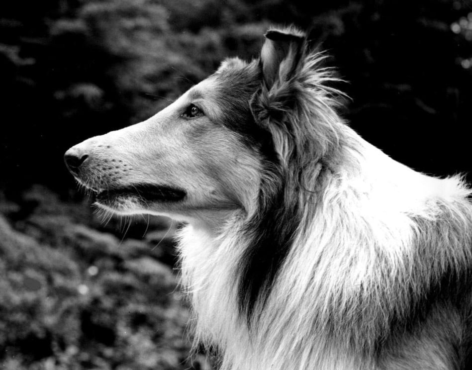 Cani famosi: Lassie