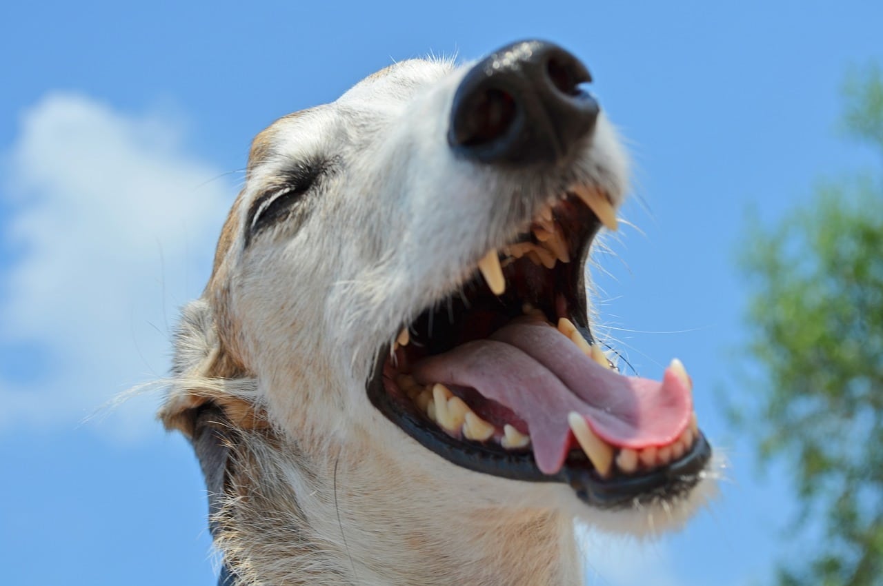 Come si lavano i denti al cane?