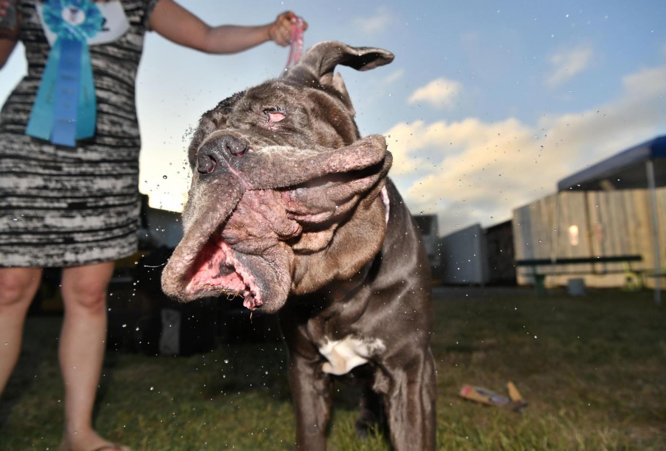 Il cane più brutto del mondo