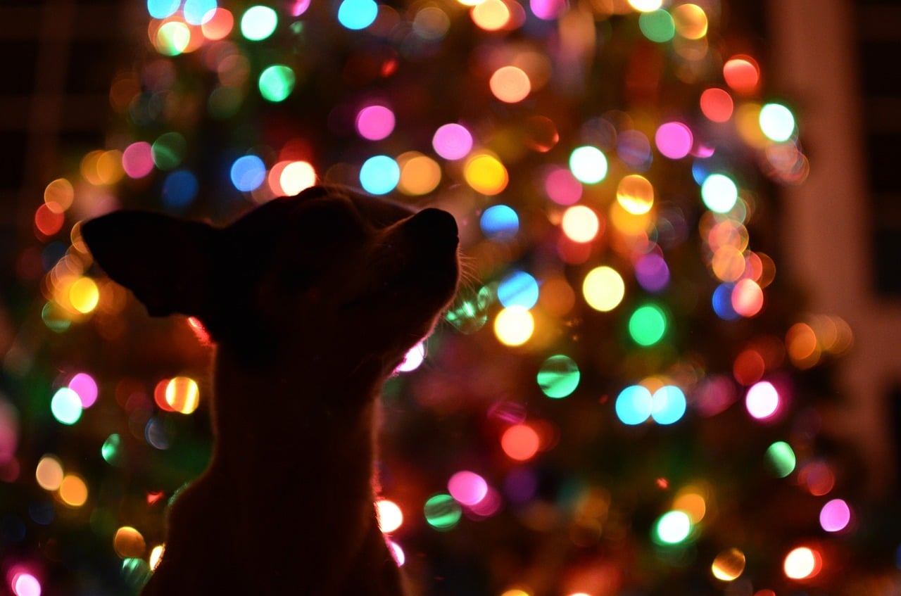 L’albero di Natale a prova di cane