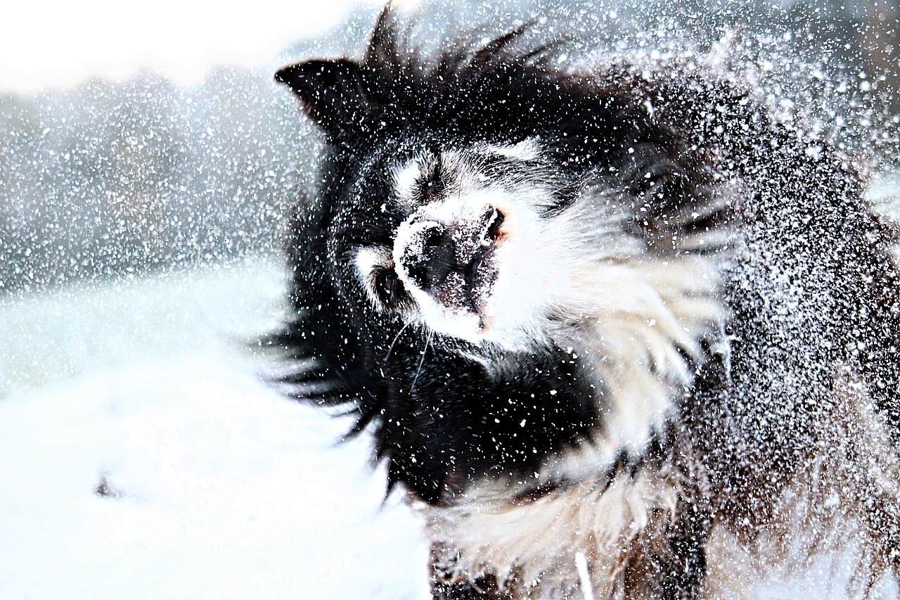 A cosa serve il cappottino per il cane?