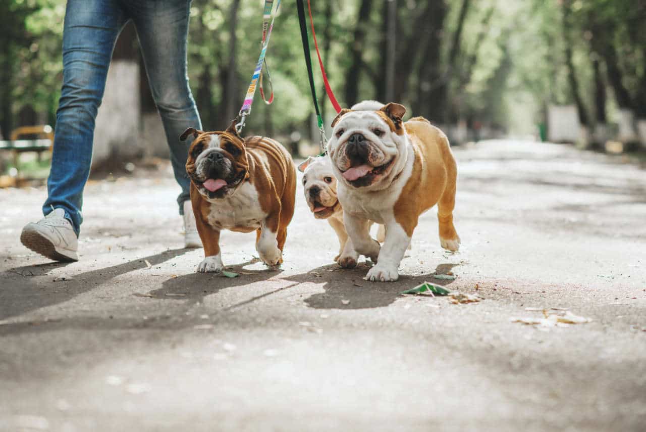 La passeggiata con il cane