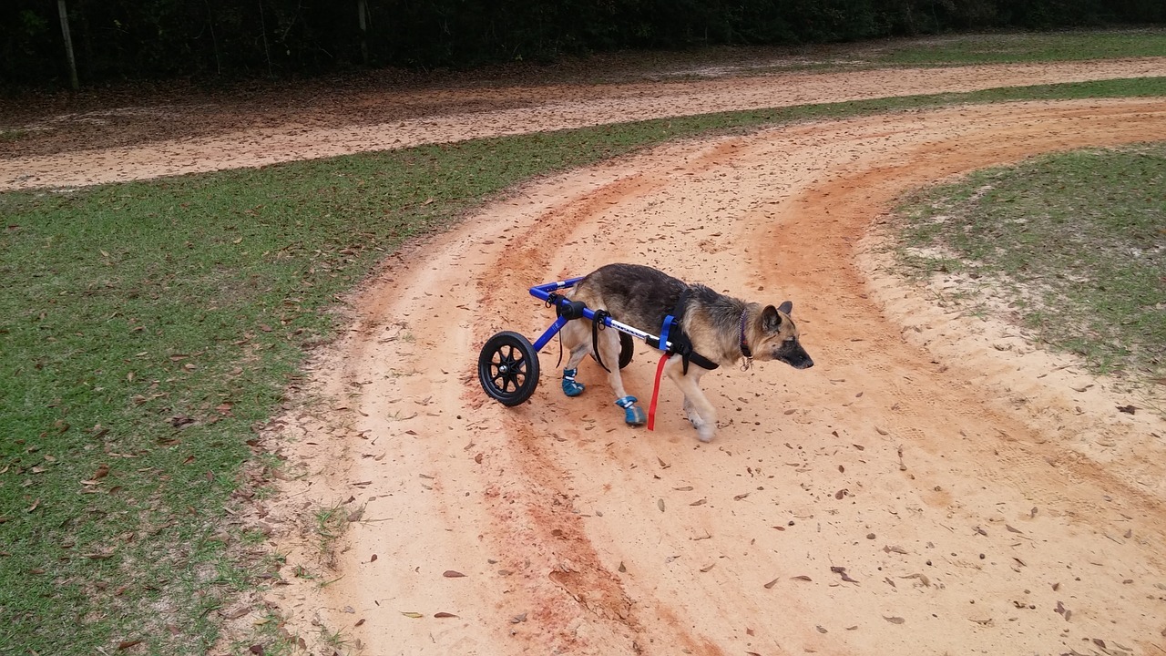 L’uomo che costruisce le sedie a rotelle per cani