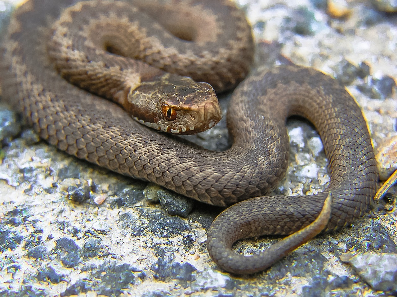 Sai cosa fare se un serpente morde il tuo cane?